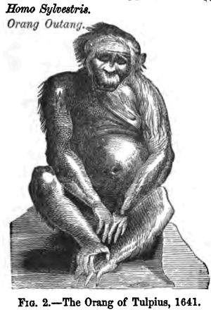 Fig 2.--the Orang of Tulpius, 1641. 