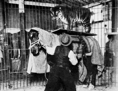 A TIGER BEING TRAINED TO RIDE HORSEBACK