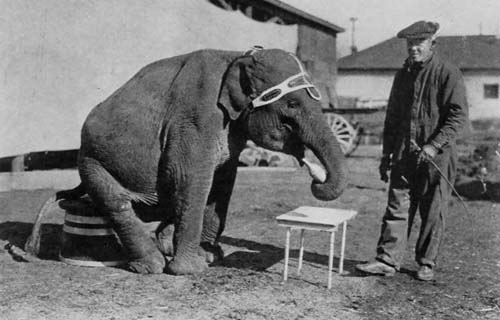AN ELEPHANT IS THE EASIEST TO TRAIN AND THE HARDEST TO
HANDLE OF ANY MENAGERIE BEAST