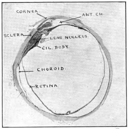 cross-section of eye